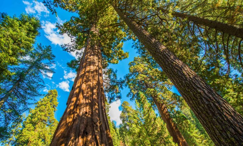 The Best Hotels Near Sequoia National Park