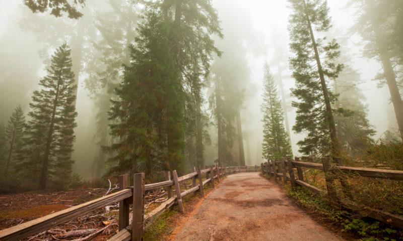 The Best Things to do in Sequoia National Park