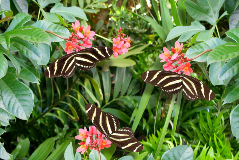 Unique Things to do in Florida Keys: Key West Butterfly & Nature Conservatory