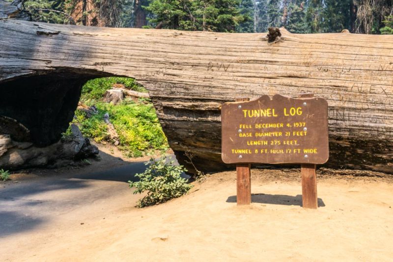Unique Things to do in Sequoia National Park: Drive Through Tunnel Log