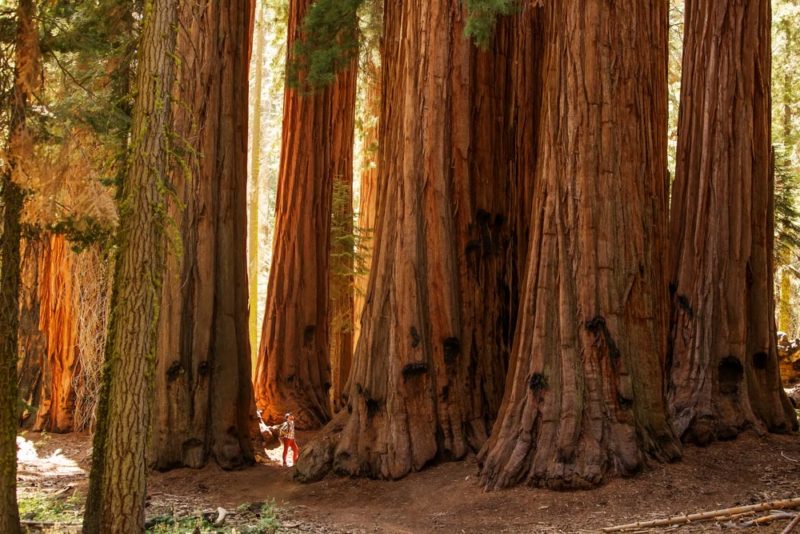 Unique Things to do in Sequoia National Park: Giant Forest
