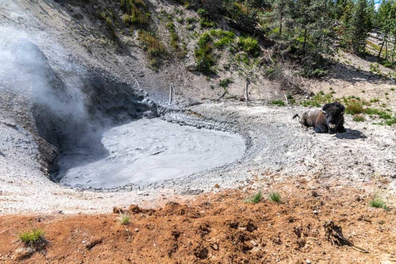 Unique Things to do in Yellowstone National Park: Mud Volcano