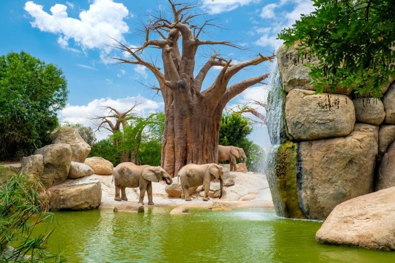 Valencia Things to do: Bioparc