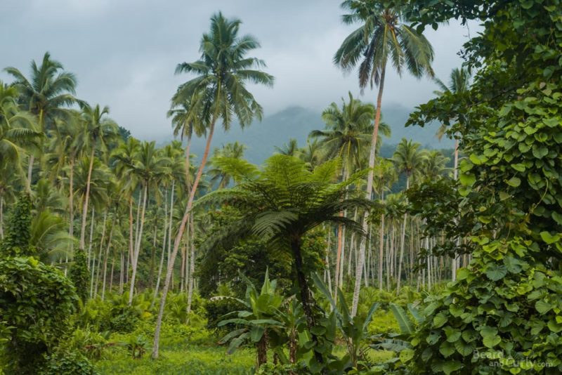 Visit Fiji: Palm Trees