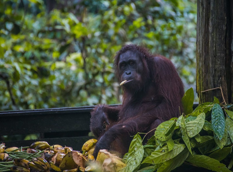 Visit Sabah: Pregnant Orangutan