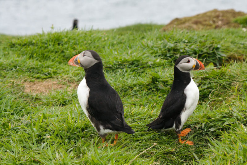 What to do in Iceland: Puffins in Vestmannaeyjar