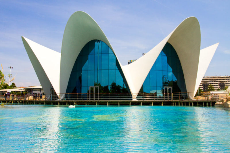 What to do in Valencia: Largest Aquarium in Europe
