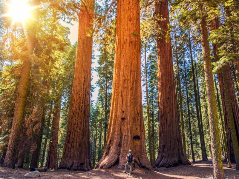 Where to Stay Near Sequoia National Park: Best Hotels