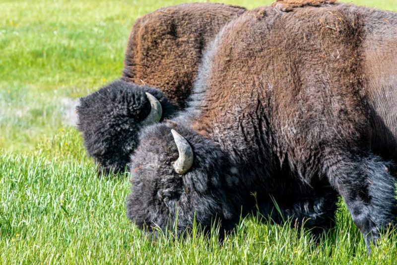 Yellowstone National Park Bucket List: Roaming Bison in Hayden Valley