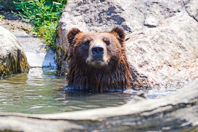 Yellowstone National Park Things to do: Grizzly & Wolf Discovery Center