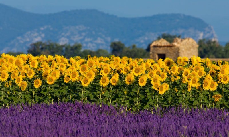 The Best Things to do in Provence