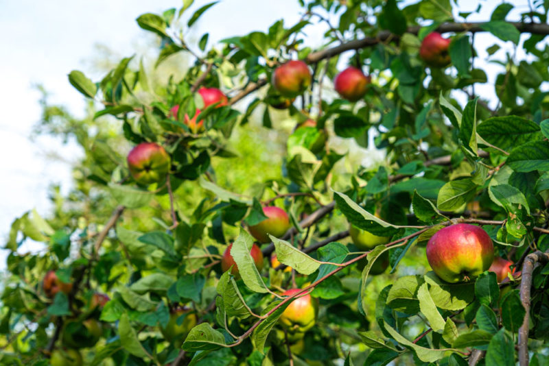 Best Things to do in Rhode Island: Pick Seasonal Fruits in Blackstone Valley