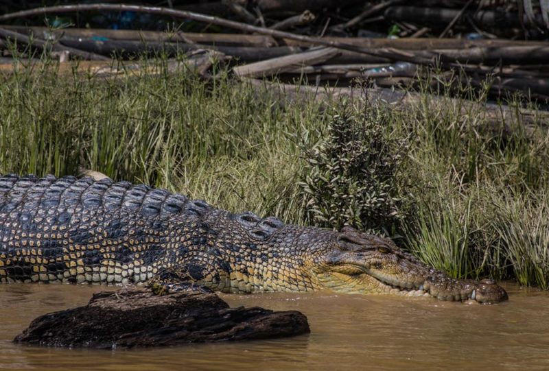 Borneo Wildlife: Crocodile