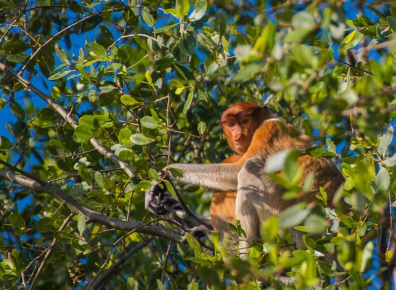 Borneo Wildlife: Female Proboscis Monkey