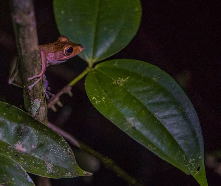Borneo Wildlife: Frog