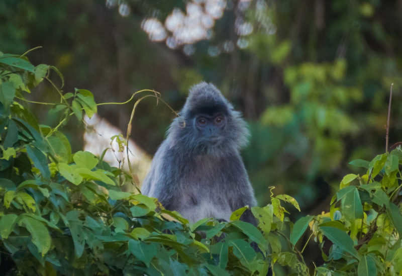 Borneo Wildlife: Grey Monkey
