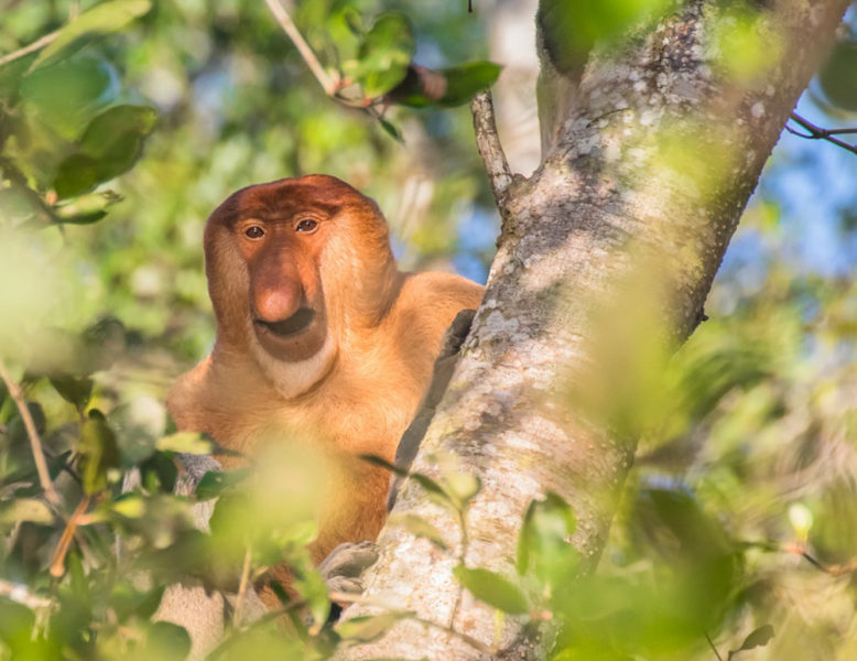 Borneo Wildlife: Male Proboscis Monkey