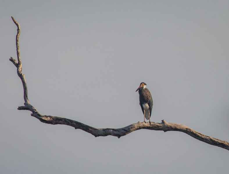 Borneo Wildlife: Storm's Stork