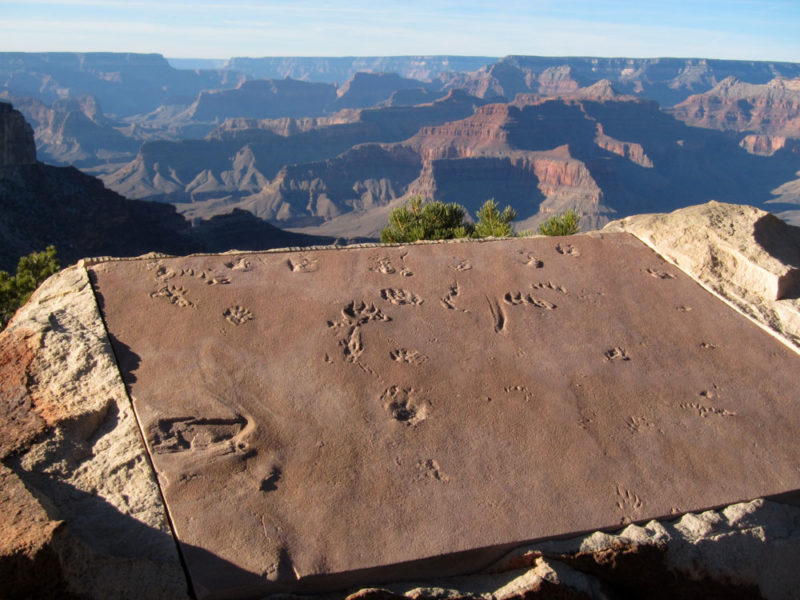 Cool Things to do in Grand Canyon National Park: Trail of Time