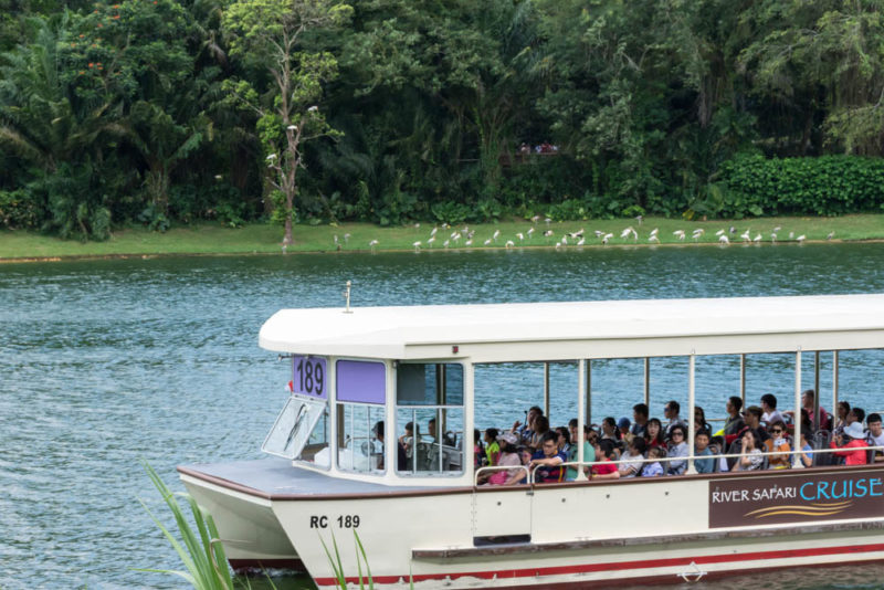 Cool Things to do in Singapore: River Safari
