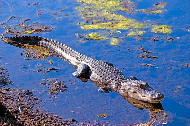 Fun Things to do in Alabama: Alligator Alley