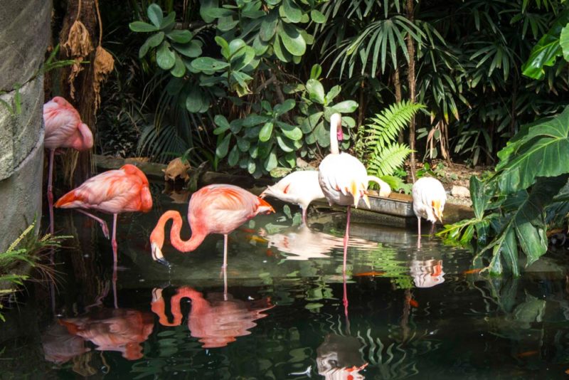 Fun Things to do in Nice: Tropical paradise at Parc Phoenix