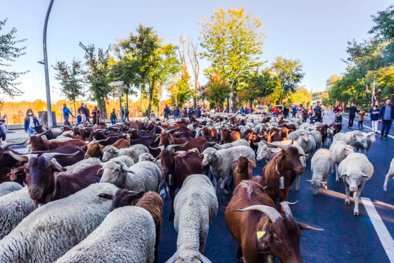 Fun Things to do in Provence: See throngs of sheep at Fête de Transhumance