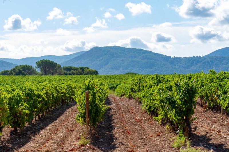 Fun Things to do in Provence: Wine tour