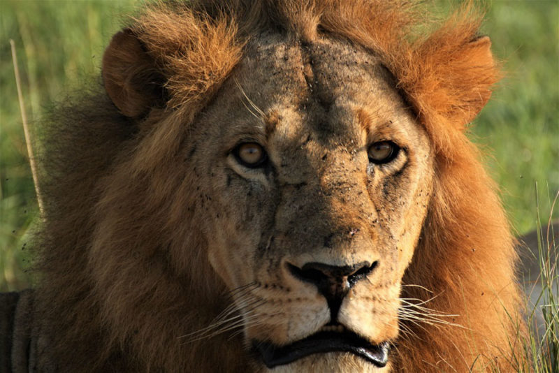 Moremi Game Reserve: Lion