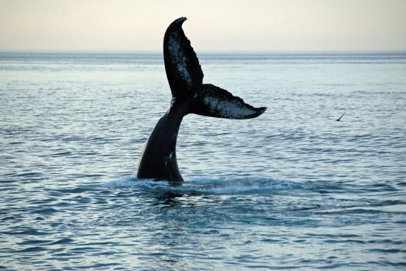Must do things in Boston: Whale Watching