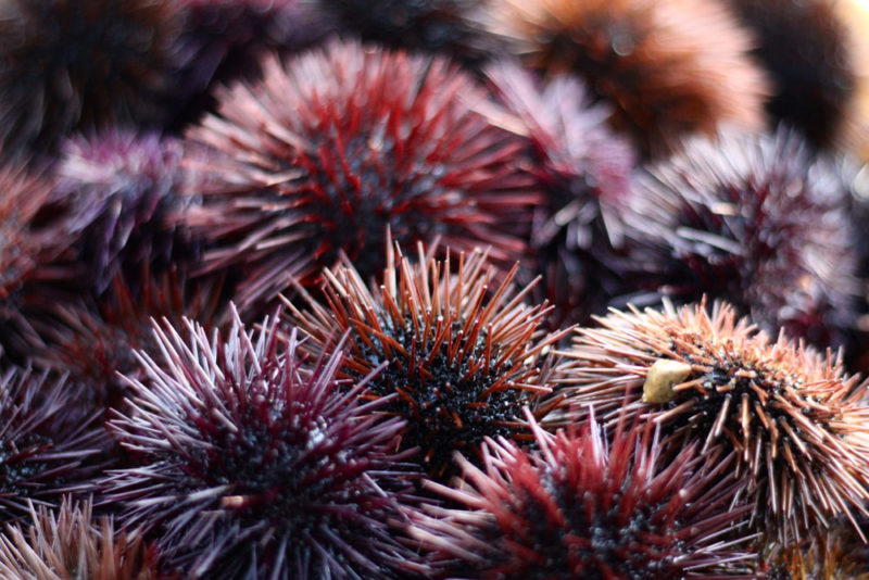 Must do things in Provence: Seafood at the Sea Urchin Festival