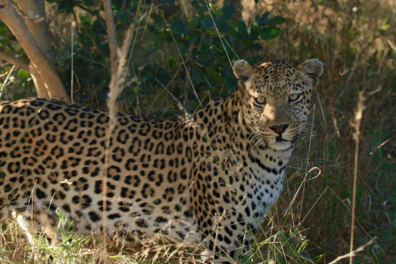 Okavango Delta Safari: Leopard
