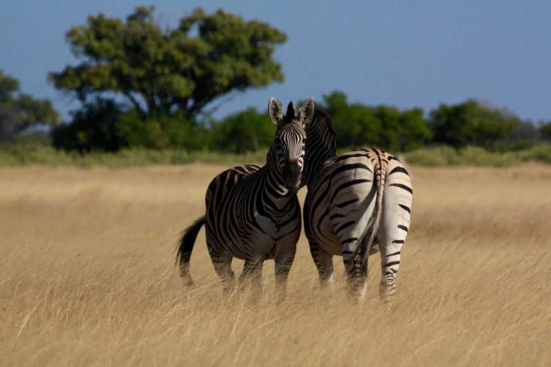 Okavango Delta Safari: Zebra
