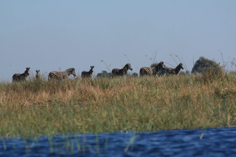 Okavango Delta: Zebras