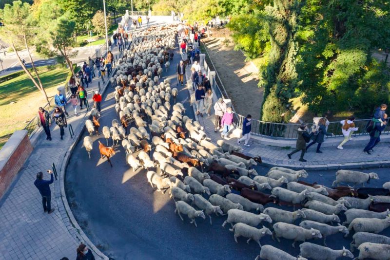 Provence Bucket List: See throngs of sheep at Fête de Transhumance