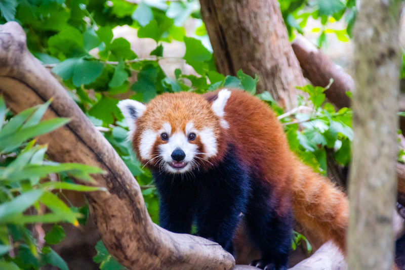 Rhode Island Things to do: Roger Williams Zoo