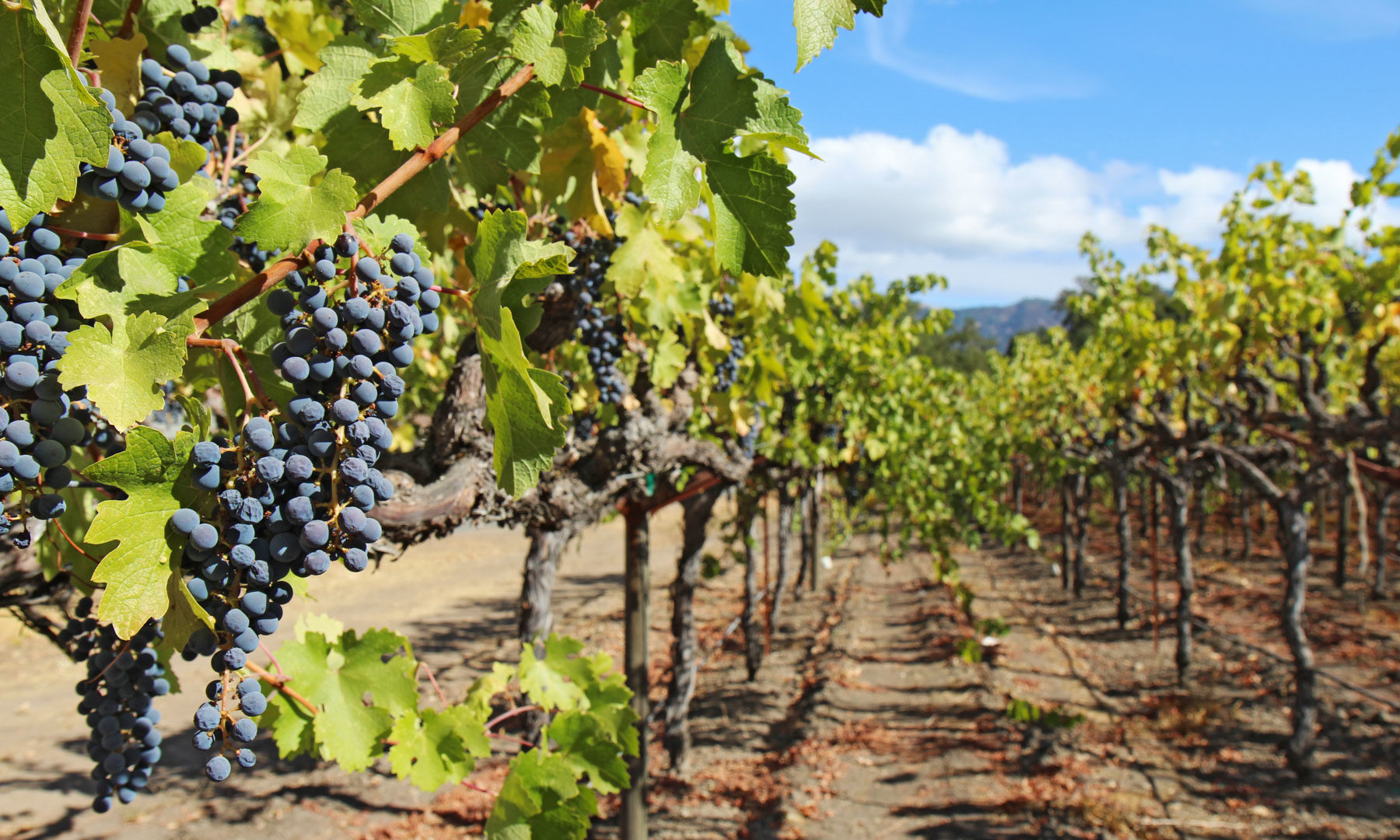 The Best Things to do in Napa Valley, California