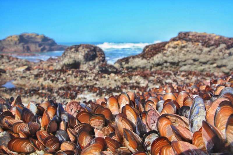 The Garden Route, South Africa: Seashells