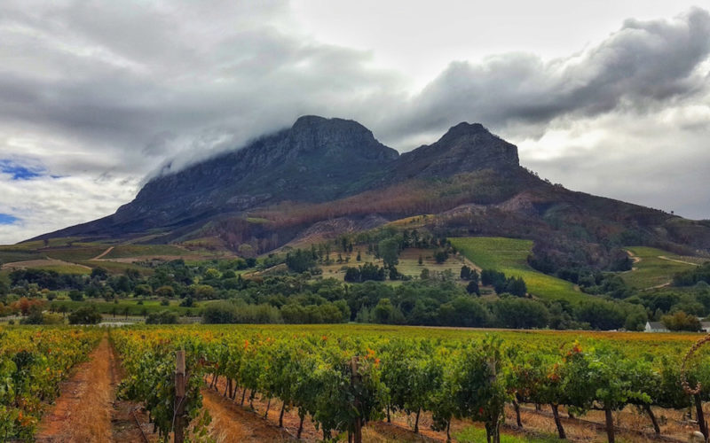 The Garden Route, South Africa: Vineyard