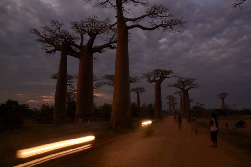 Tour of Madagascar: Avenue of Boabs