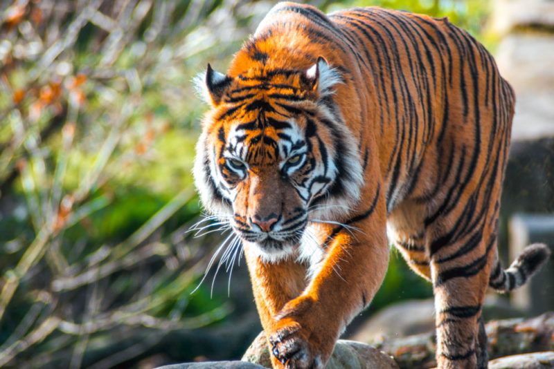 What to do in Birmingham: Exotic Animals at the Birmingham Zoo