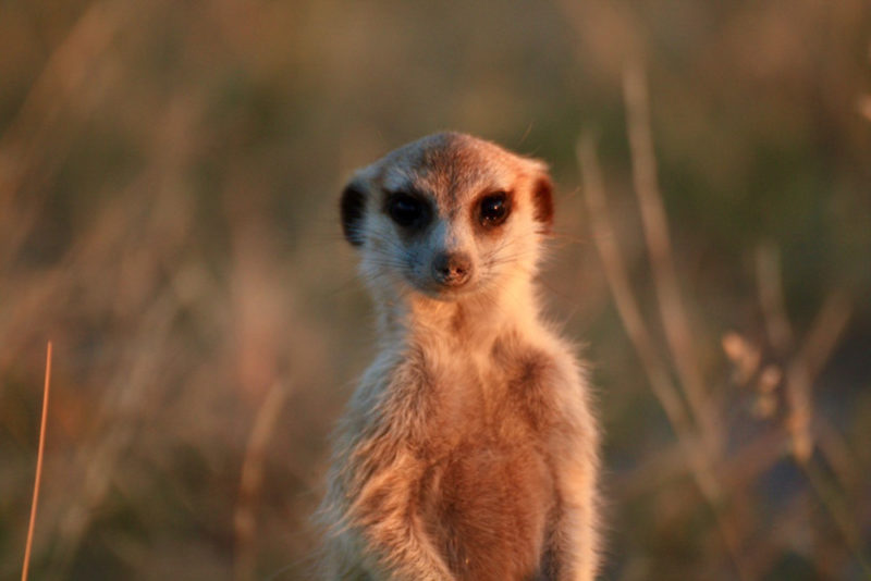 Best Safaris in Botswana: Meerkat