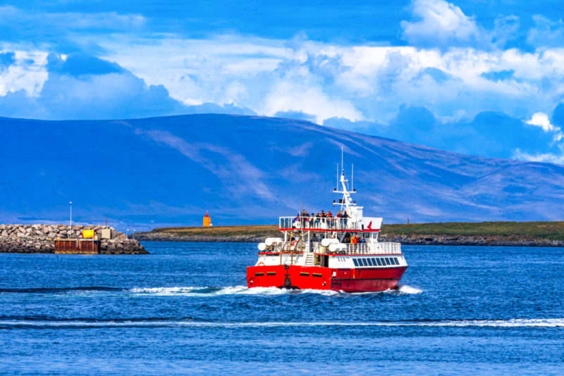 Best Things to do in Reykjavik: Whale watching tour at the Old Harbor