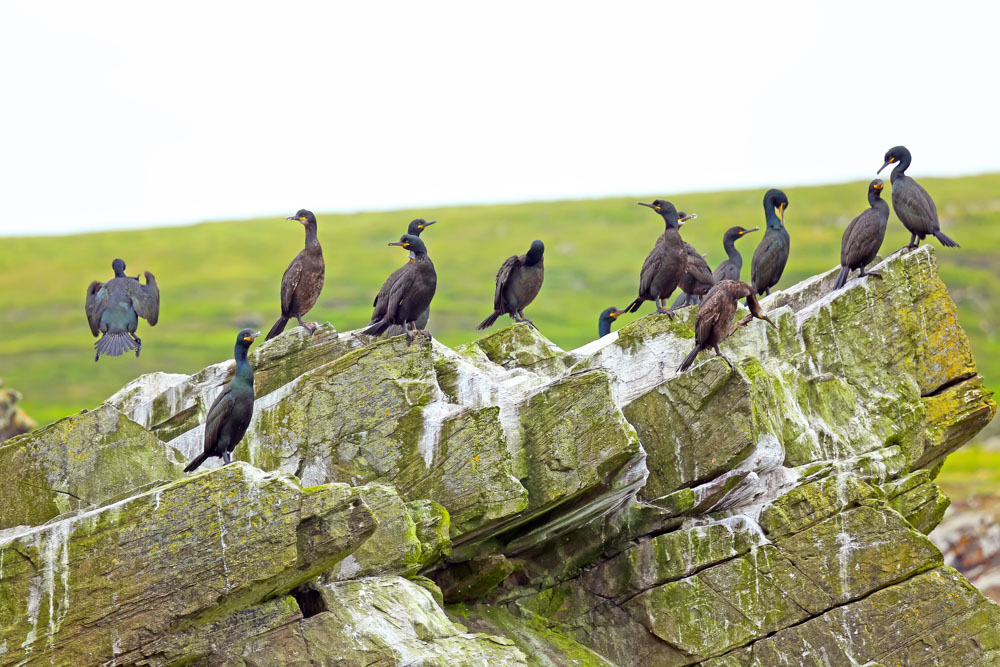 Best Things to do in Scotland: Wildlife spotting in the Shetland Islands