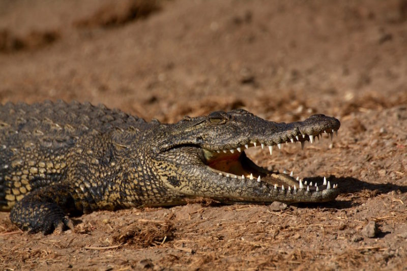 Chobe National Park: Crocodile