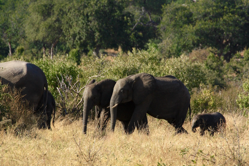 Chobe National Park: Elephants