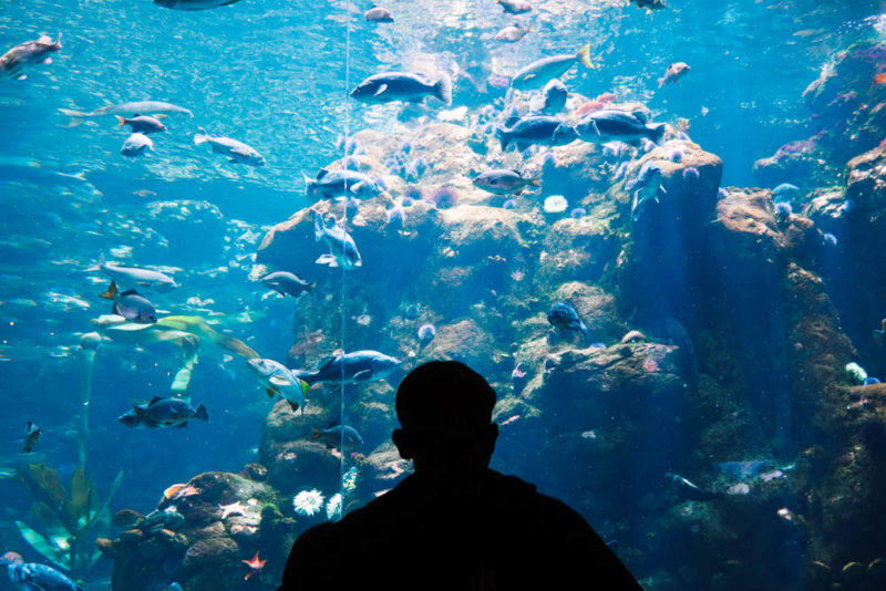 Cool Things to do in Atlantic City: Atlantic City Aquarium