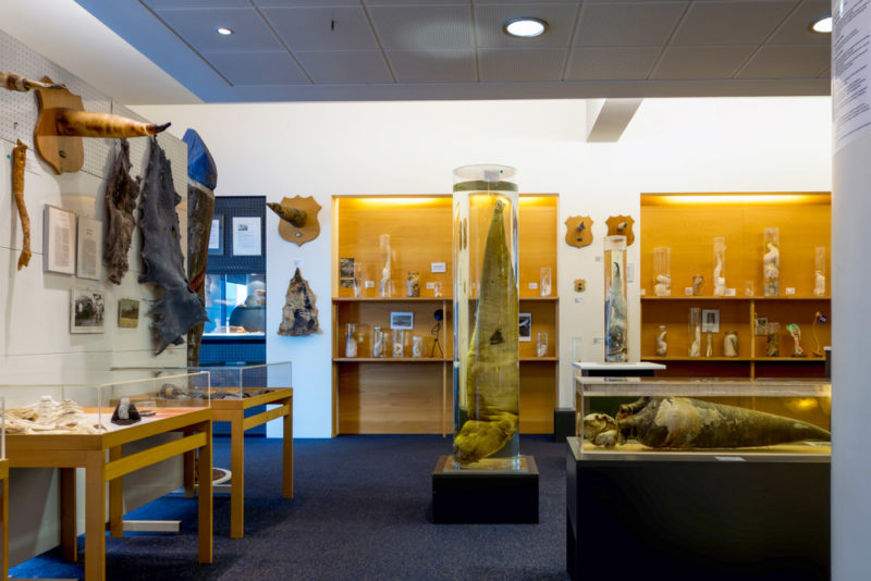 Fun Things to do in Reykjavik: Phallological Museum