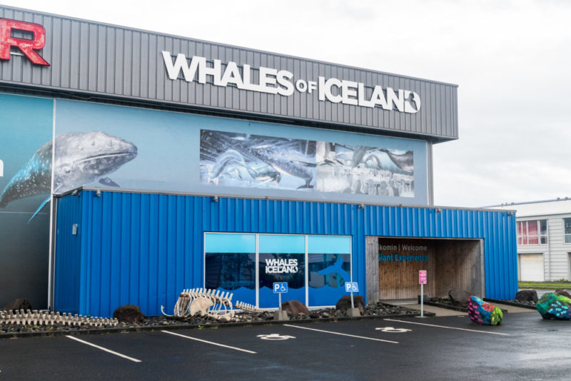 Must do things in Reykjavik: Europe’s largest whale exhibition