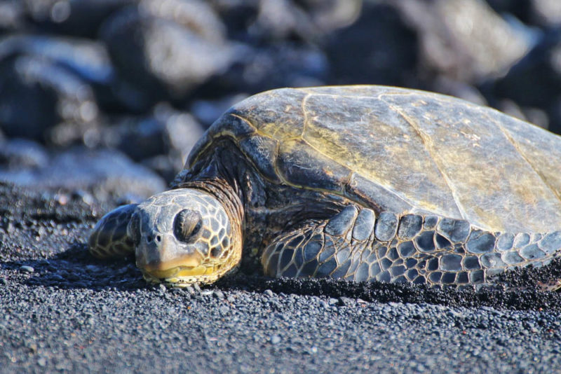 Must See in Big Island, Hawaii: Turtle